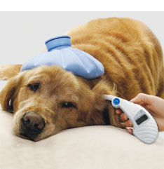 Pet Pet